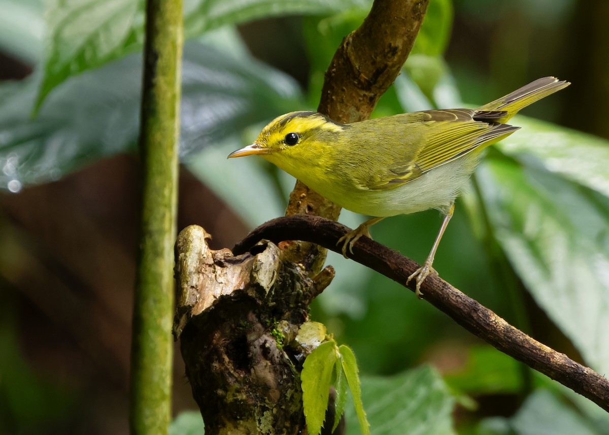 Yellow-vented Warbler - ML619518445