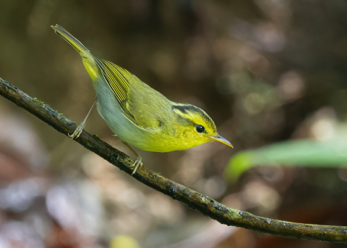 Yellow-vented Warbler - Ayuwat Jearwattanakanok