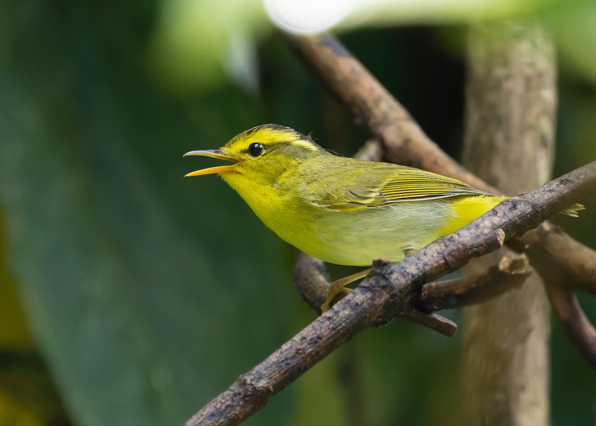 Yellow-vented Warbler - Ayuwat Jearwattanakanok