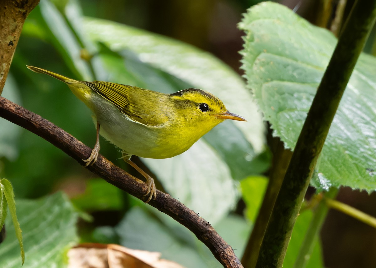 Yellow-vented Warbler - Ayuwat Jearwattanakanok