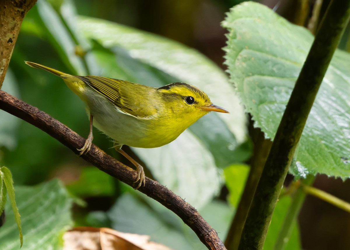 Mosquitero Cantor - ML619518455