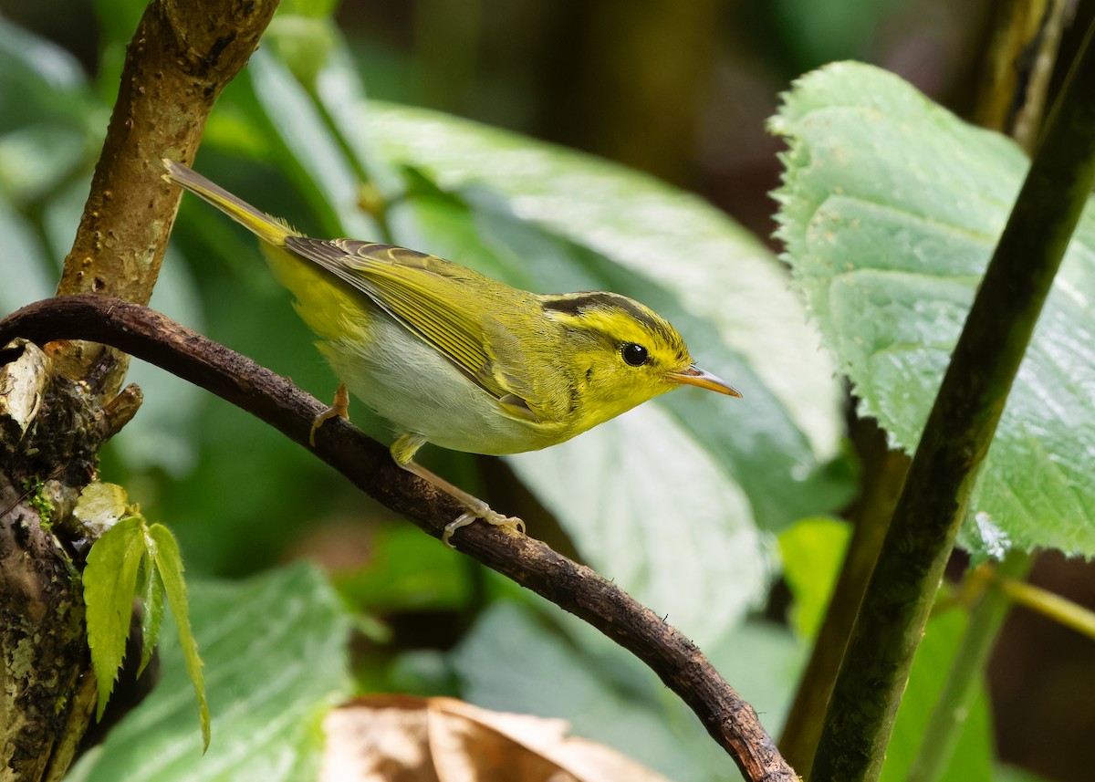 Yellow-vented Warbler - Ayuwat Jearwattanakanok