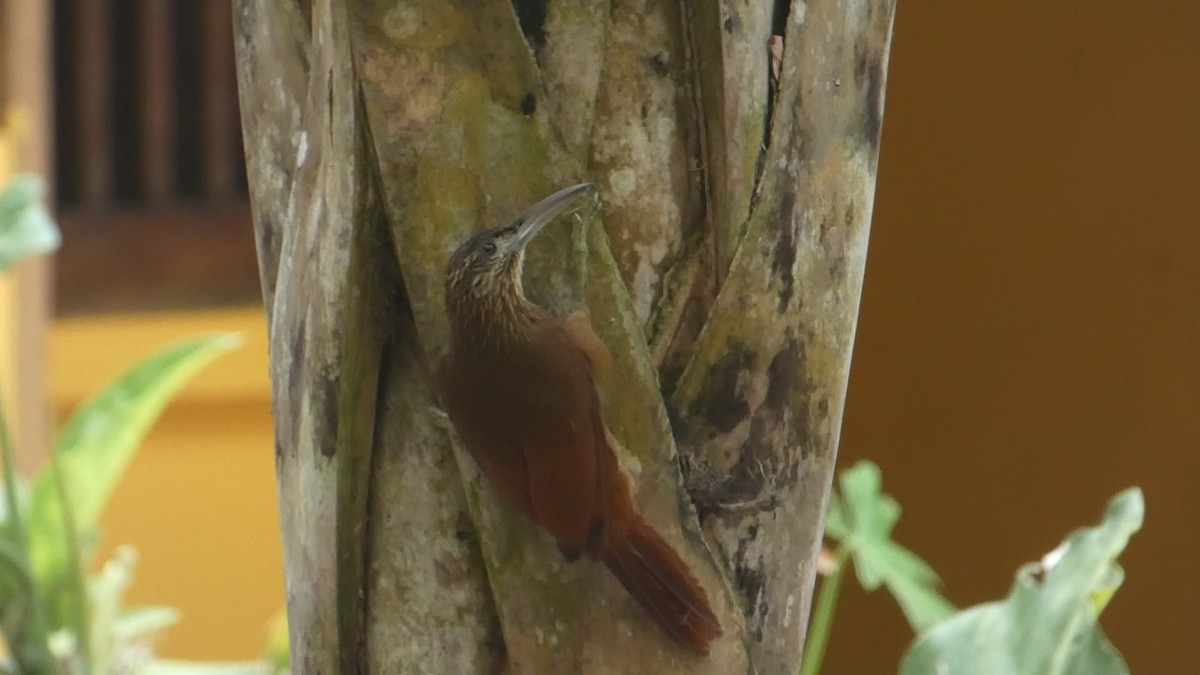 Strong-billed Woodcreeper - Roberto  Garrigues