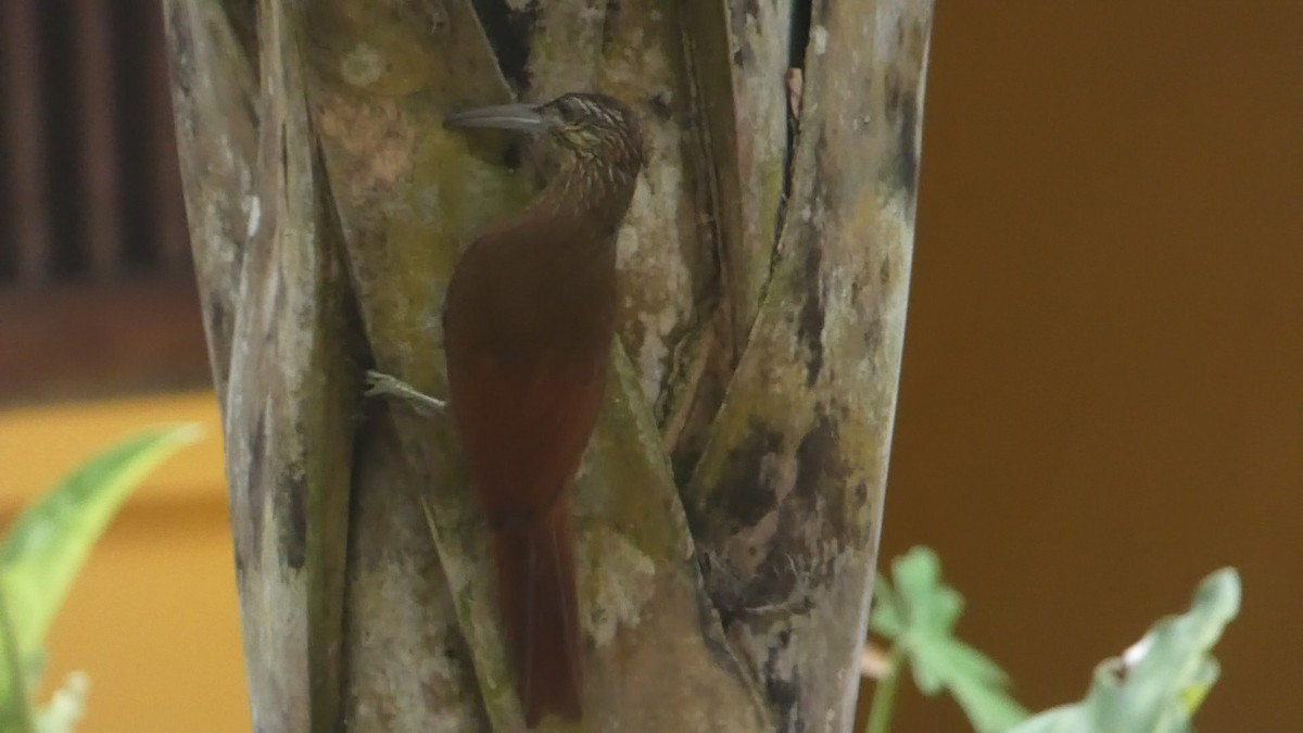 Strong-billed Woodcreeper - Roberto  Garrigues