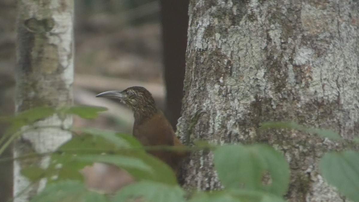 Strong-billed Woodcreeper - Roberto  Garrigues