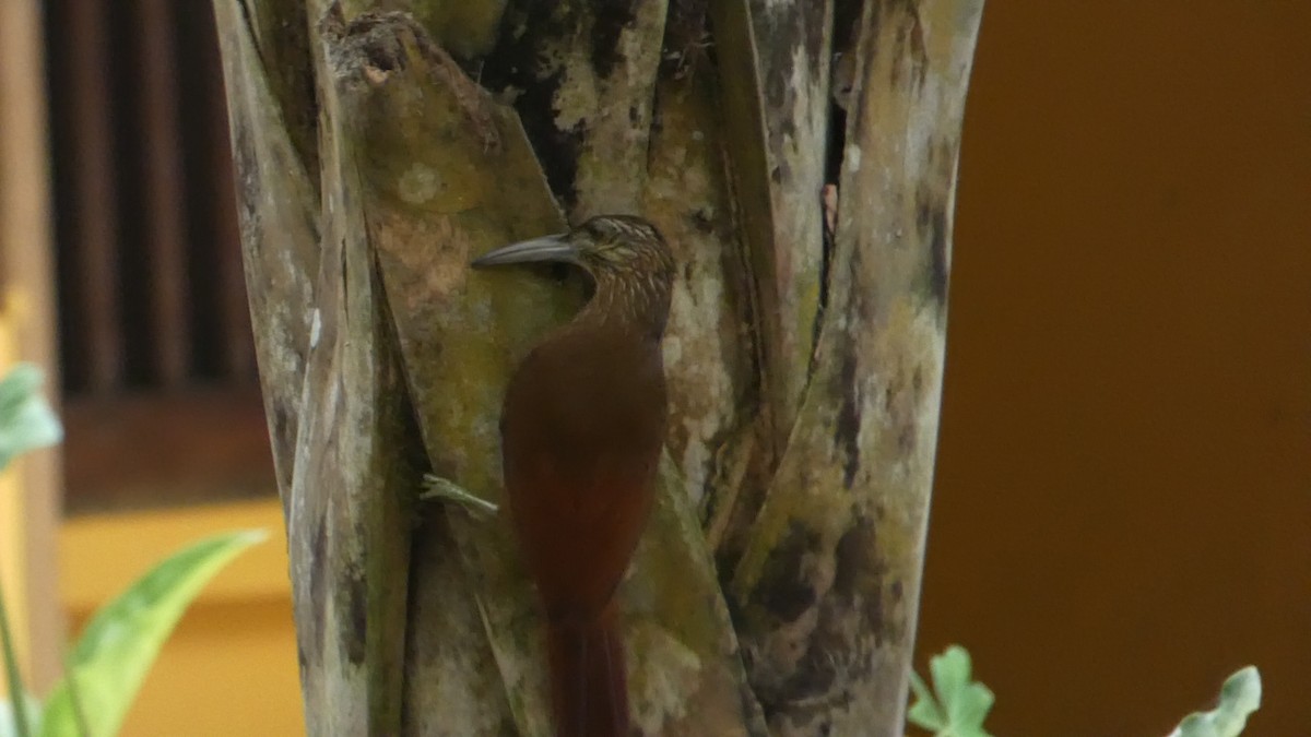 Strong-billed Woodcreeper - Roberto  Garrigues