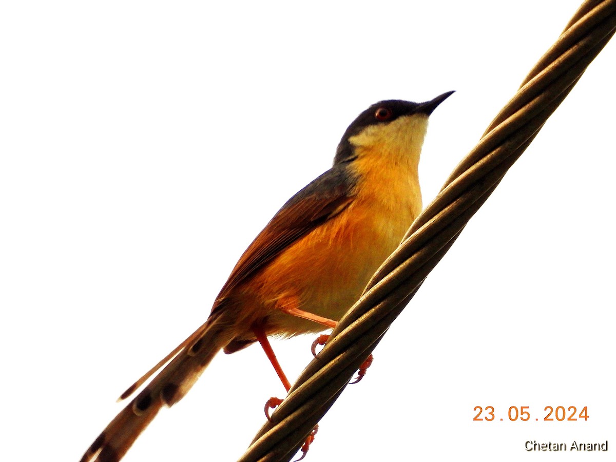 Ashy Prinia - Chetan Anand