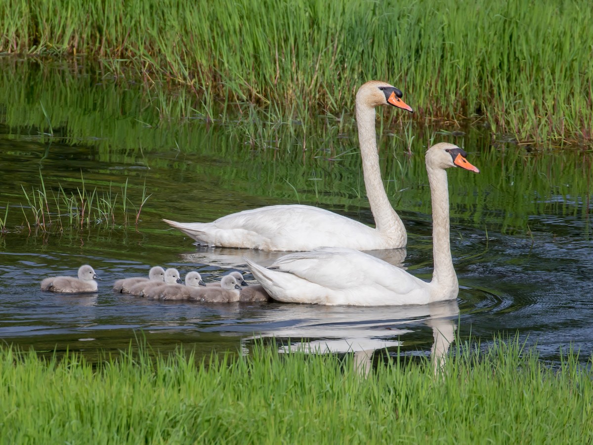 Mute Swan - Milan Martic