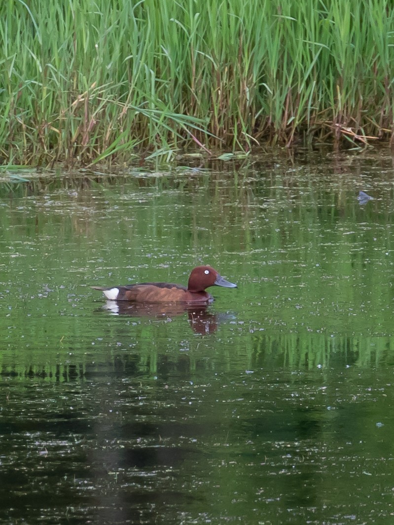 Ferruginous Duck - Milan Martic