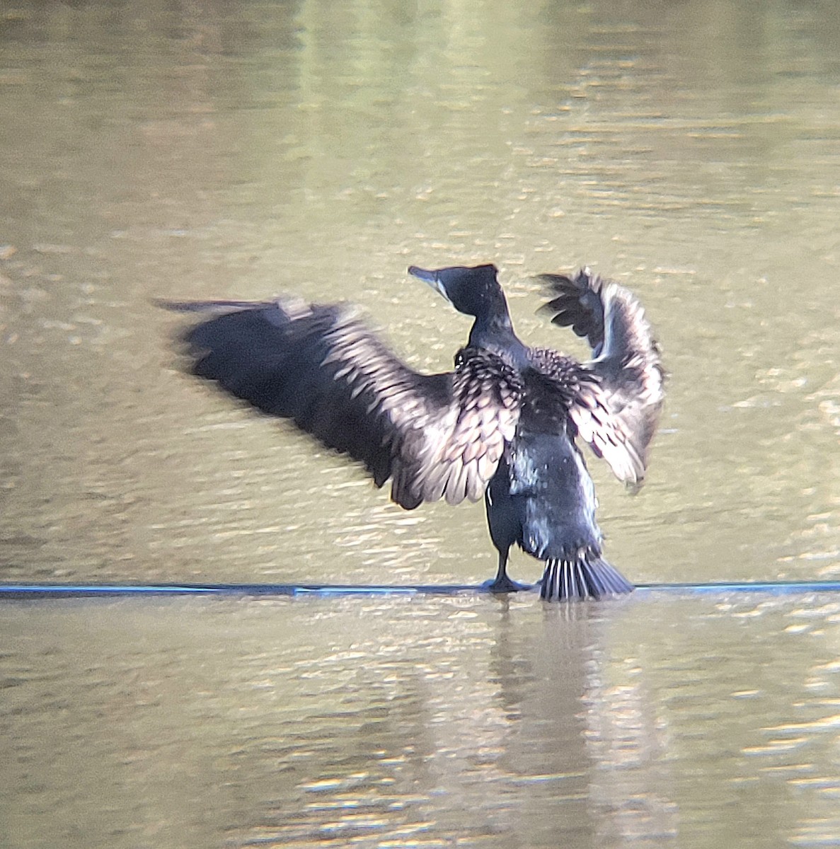 Great Cormorant - Elaine Tan