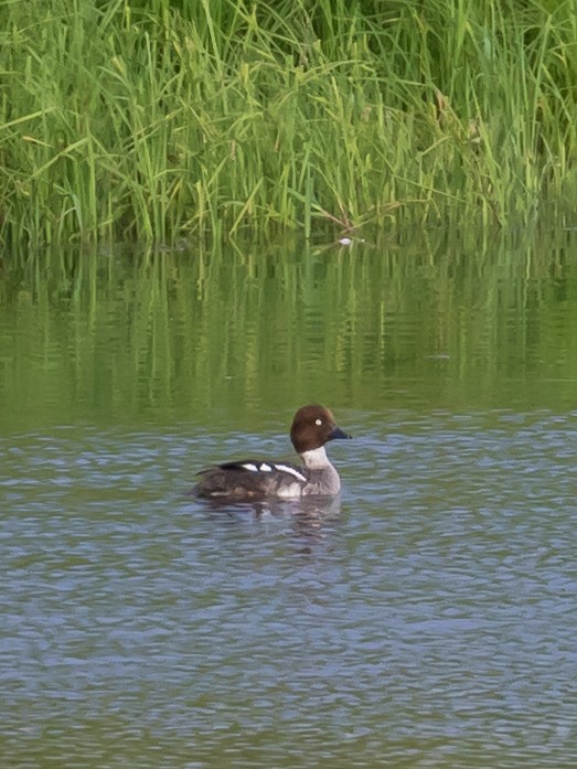 Common Goldeneye - Milan Martic