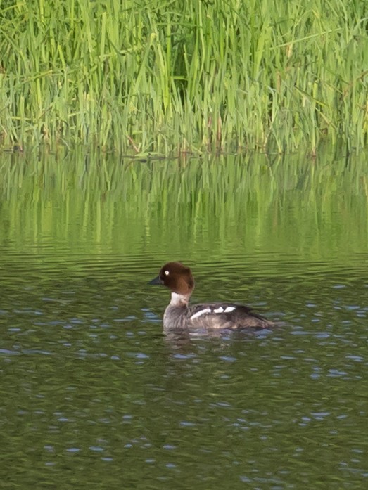 Common Goldeneye - Milan Martic