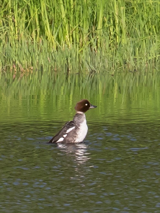 Common Goldeneye - Milan Martic