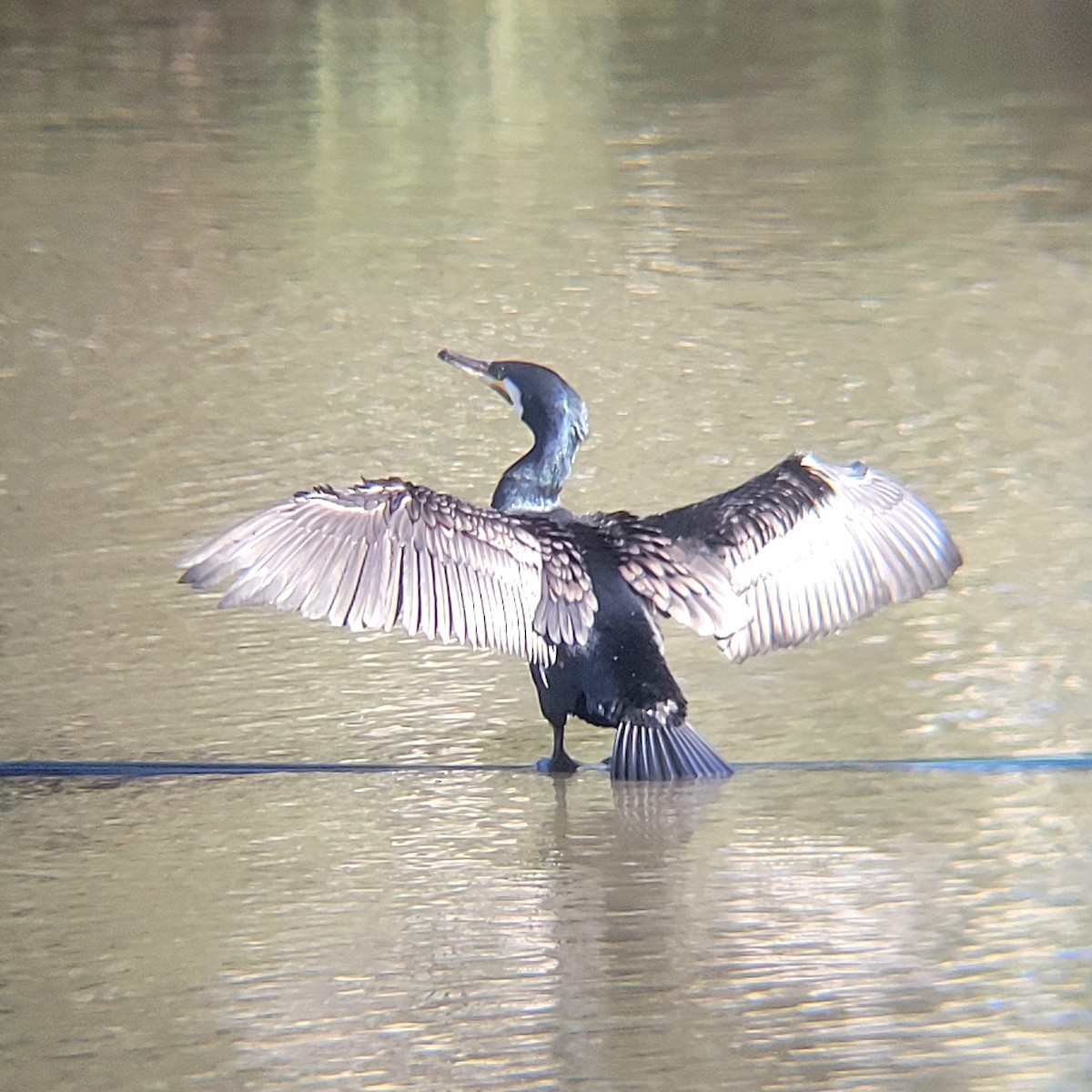 Great Cormorant - Elaine Tan