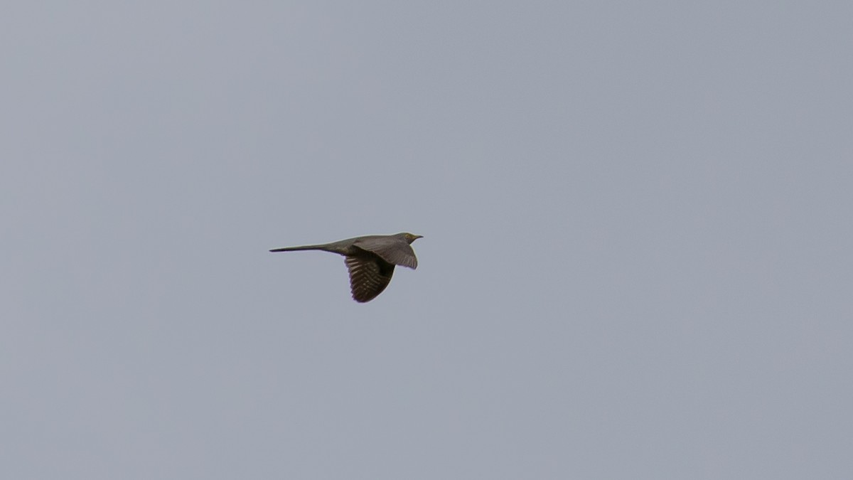 Common Cuckoo - Milan Martic