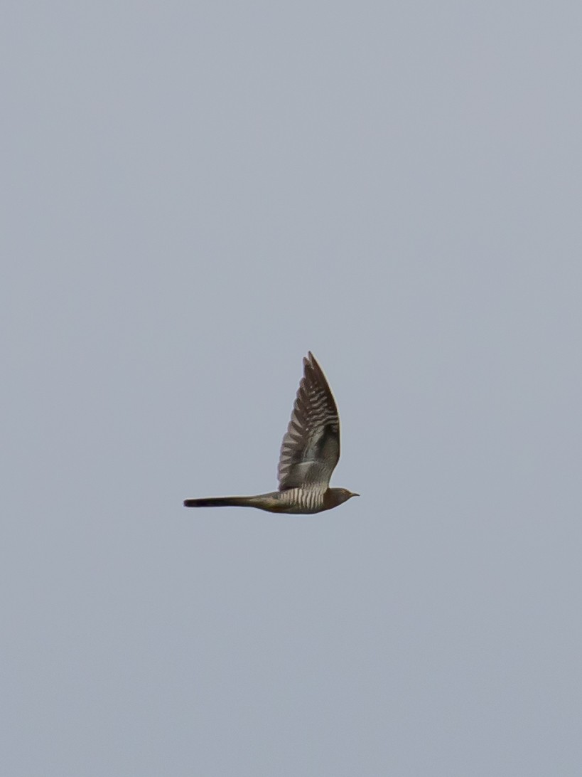 Common Cuckoo - Milan Martic