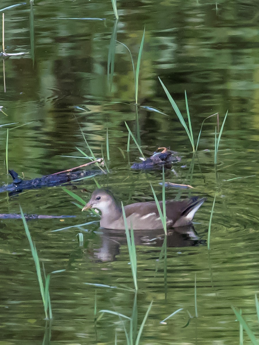 Eurasian Moorhen - Milan Martic