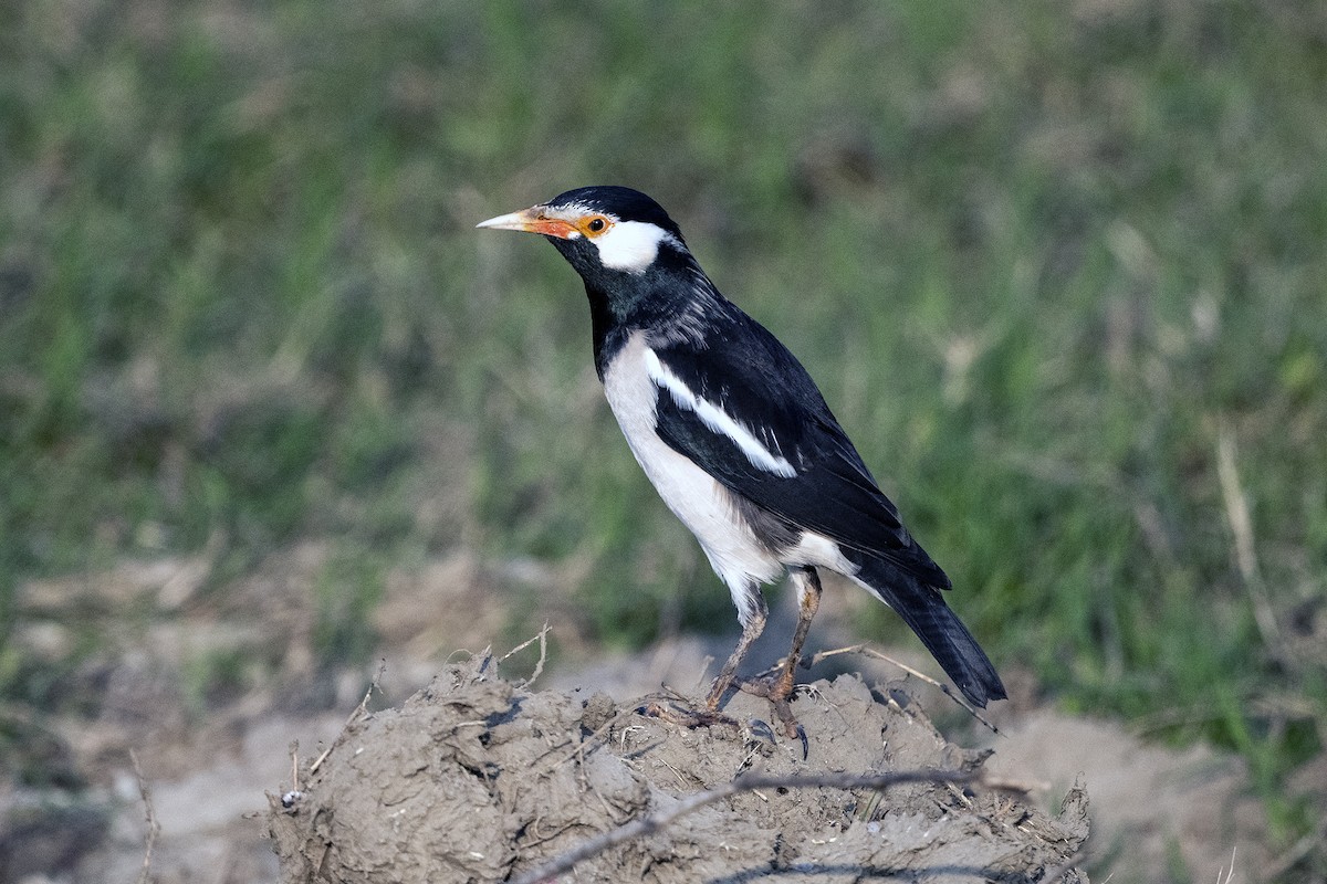 Indian Pied Starling - Wachara  Sanguansombat