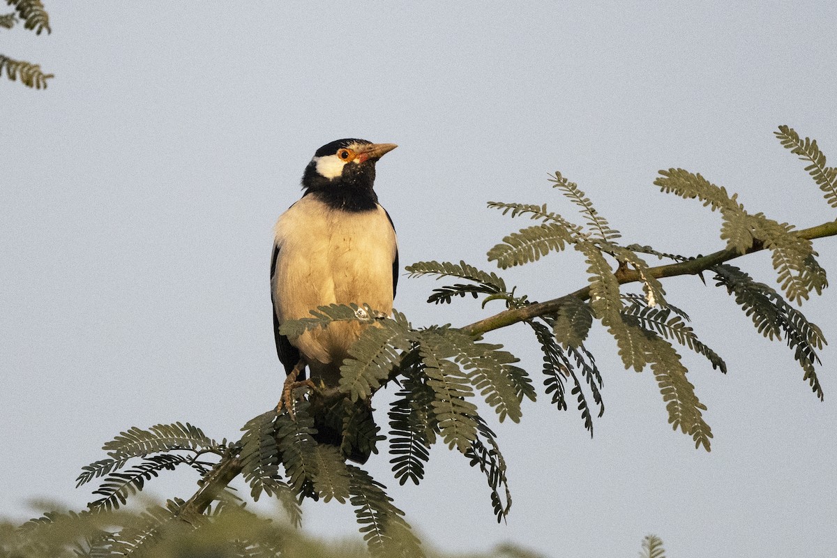 Indian Pied Starling - Wachara  Sanguansombat