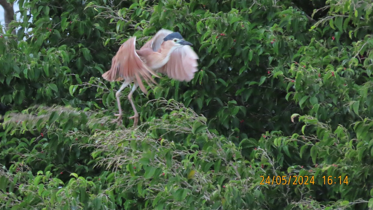 Nankeen Night Heron - Norton Gill