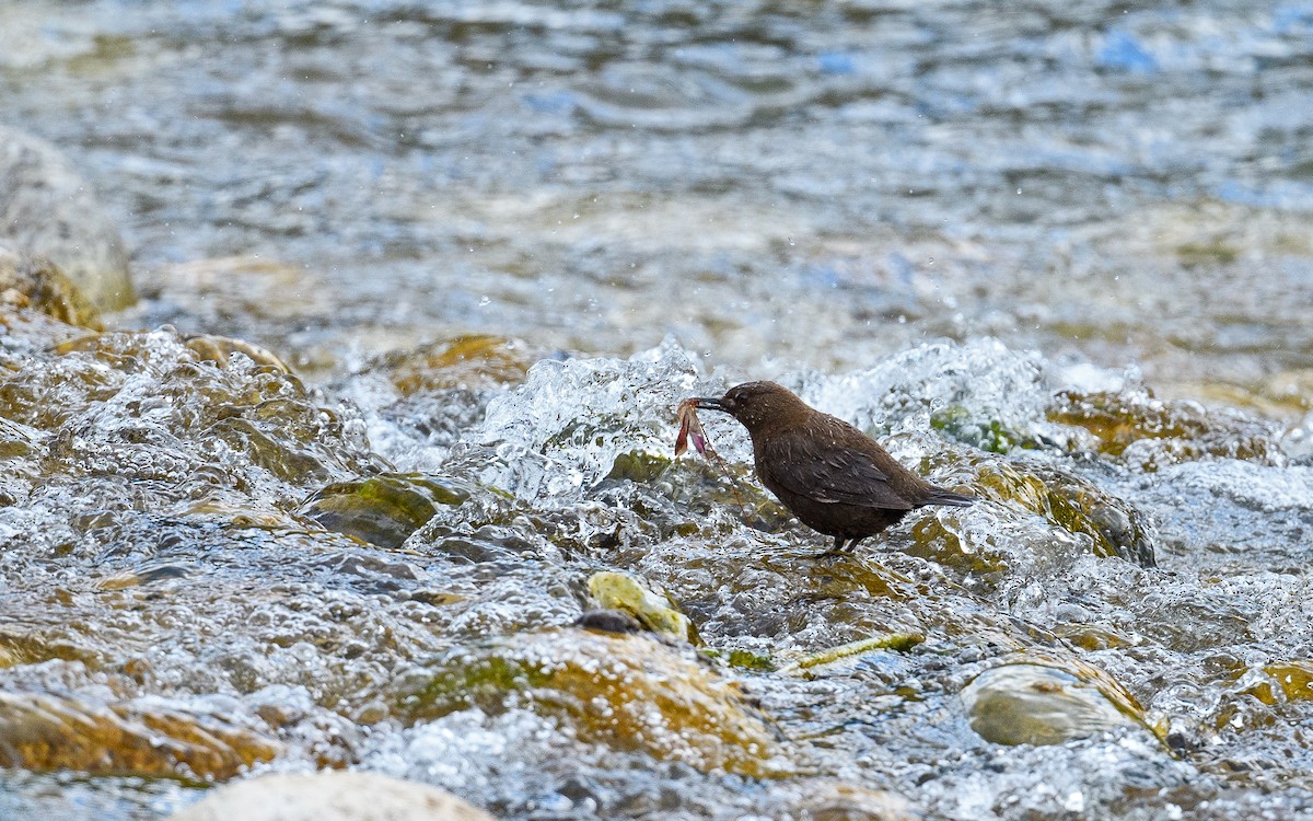 Brown Dipper - Dylan Vasapolli - Birding Ecotours