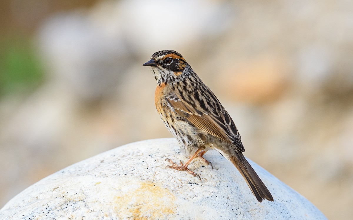 Rufous-breasted Accentor - Dylan Vasapolli - Birding Ecotours