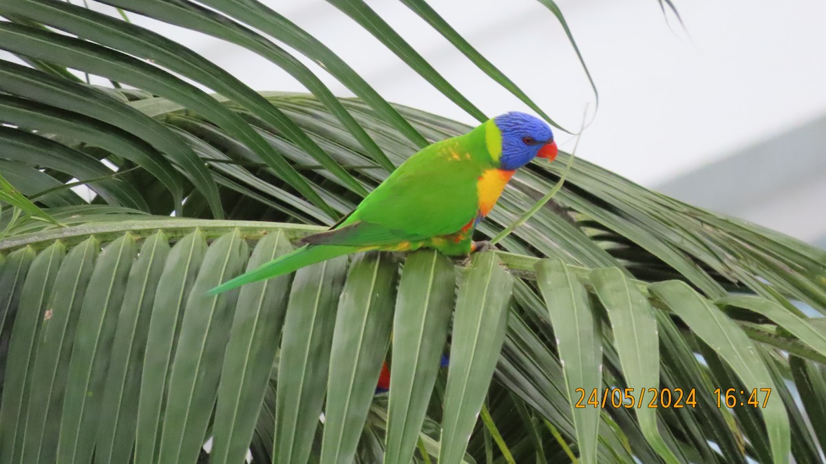 Rainbow Lorikeet - Norton Gill