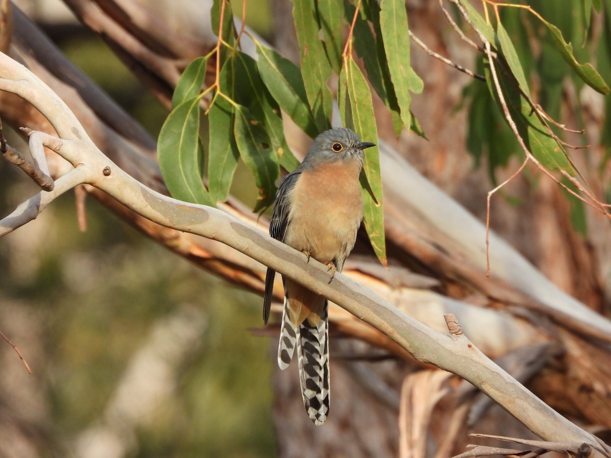 Fan-tailed Cuckoo - Rodney van den Brink