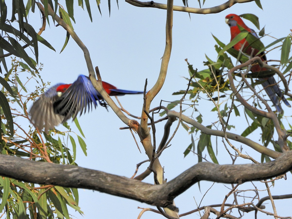 Crimson Rosella (Crimson) - ML619518536