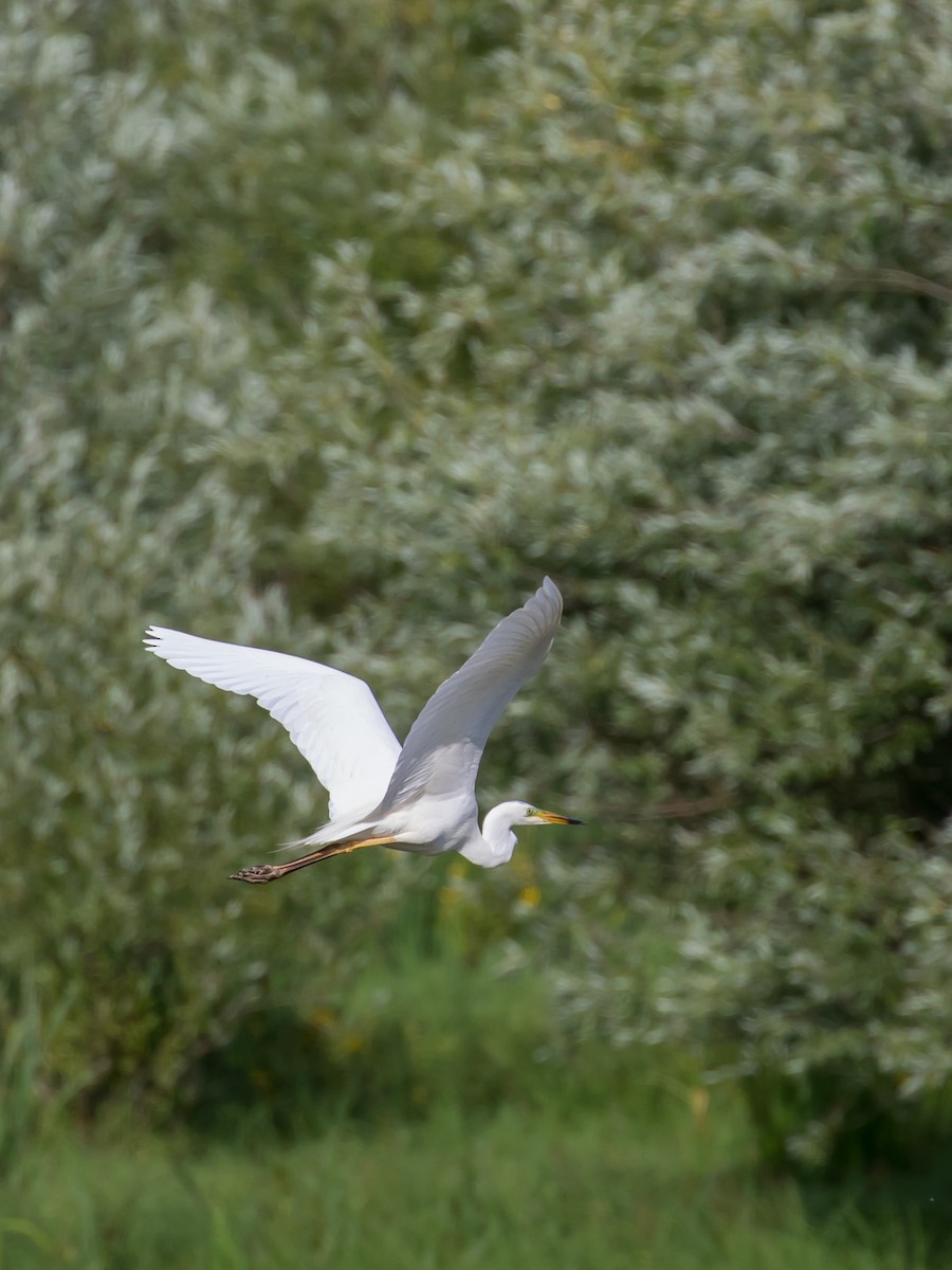 Great Egret - Milan Martic