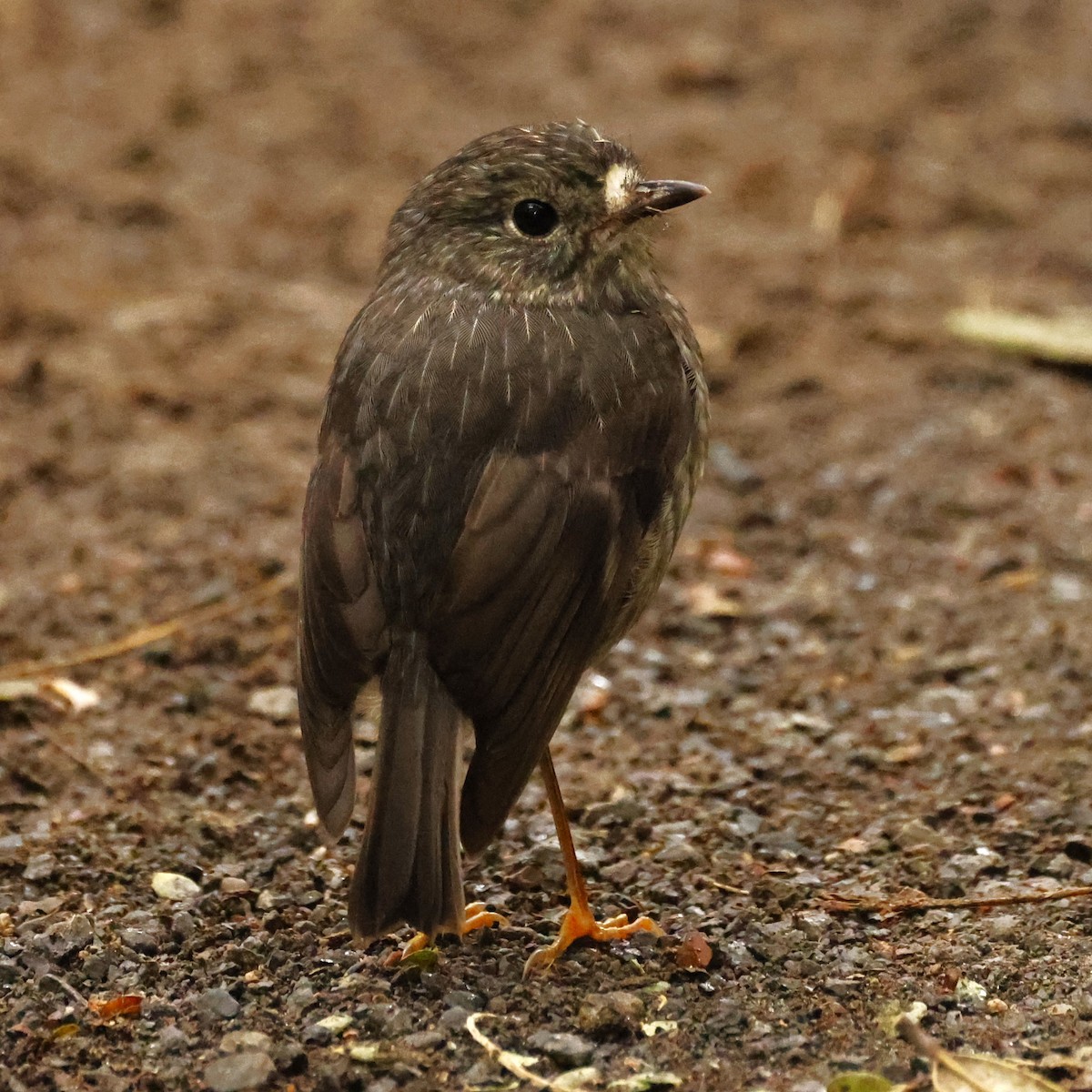 North Island Robin - ML619518540