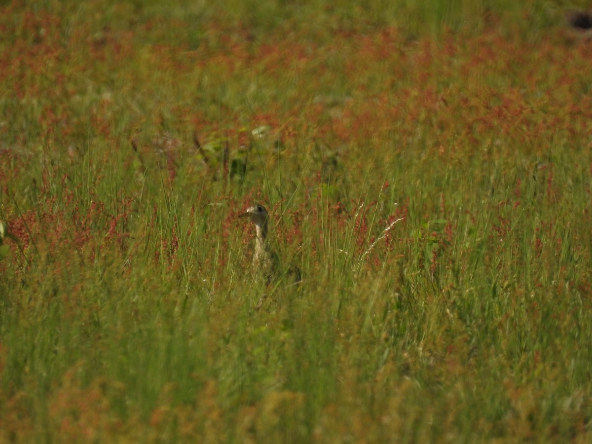 Upland Sandpiper - ML619518545