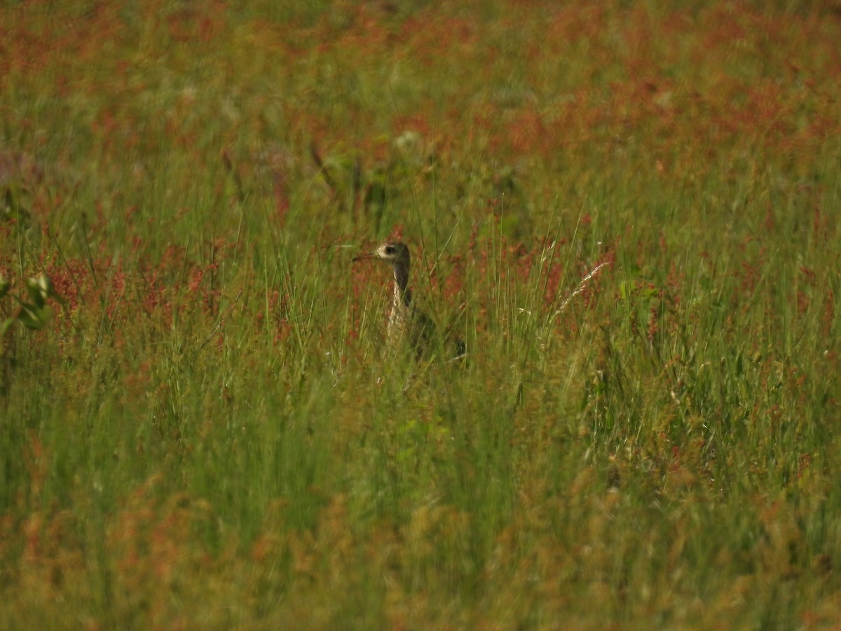 Upland Sandpiper - ML619518546