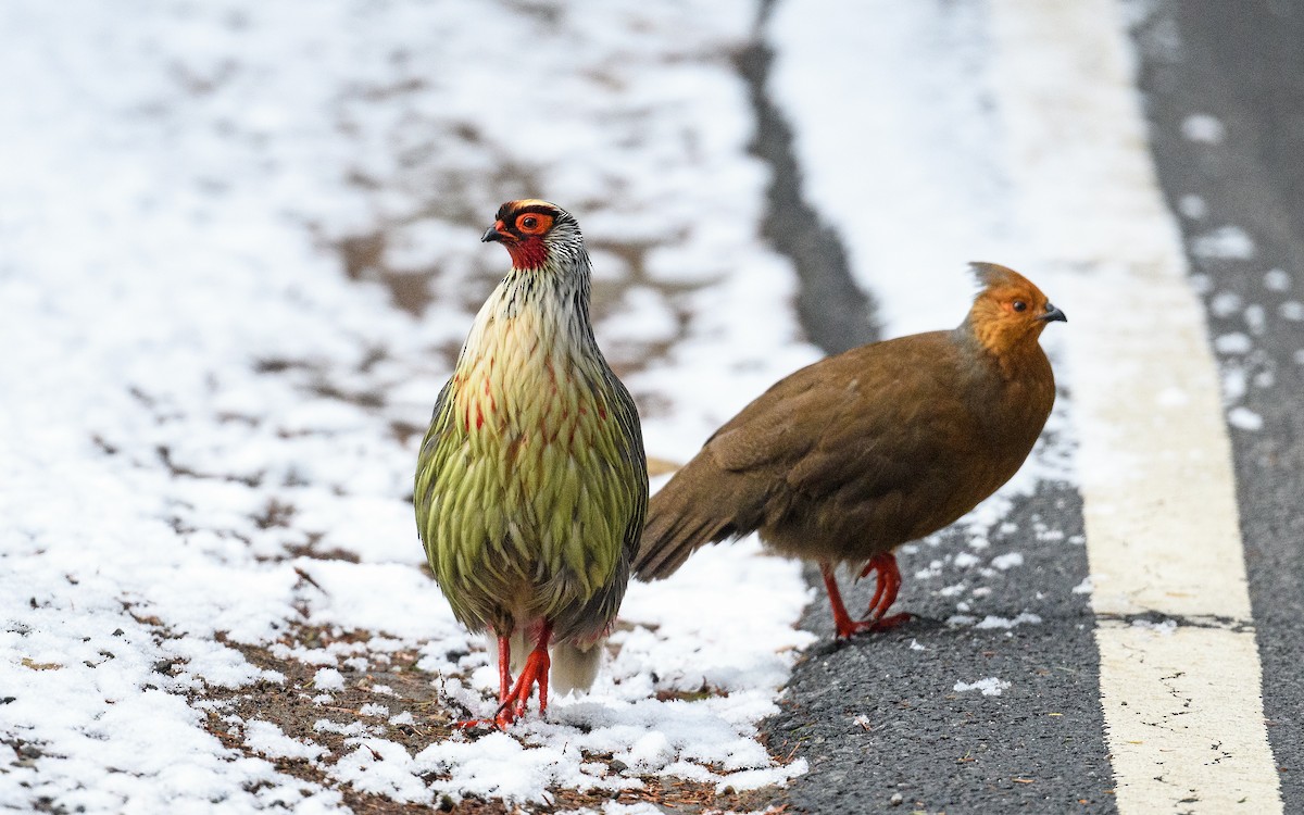 Blood Pheasant - Dylan Vasapolli - Birding Ecotours