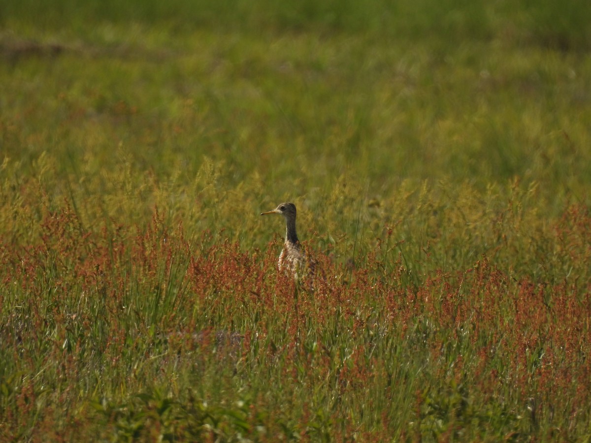 Upland Sandpiper - ML619518555