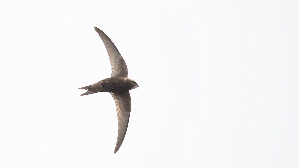 Common Swift - Sertaç Yıldırım