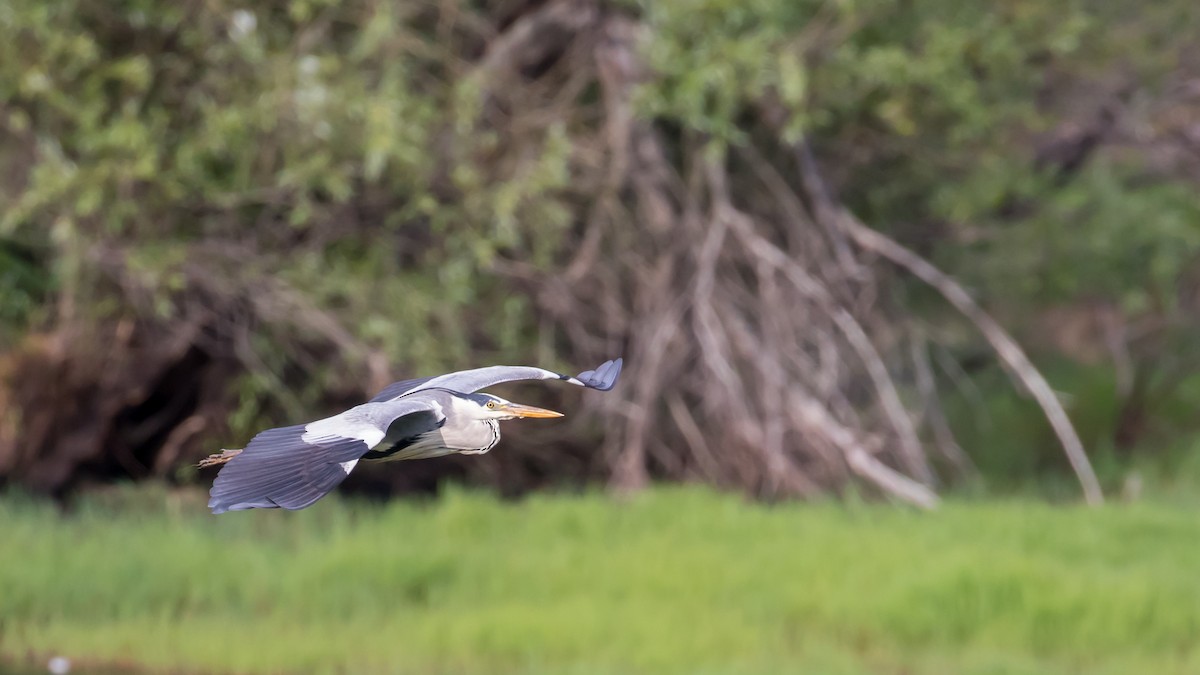 Gray Heron - Milan Martic