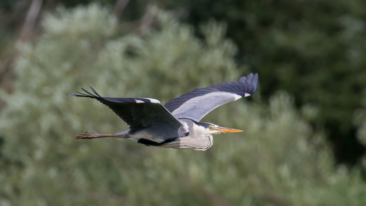 Gray Heron - Milan Martic