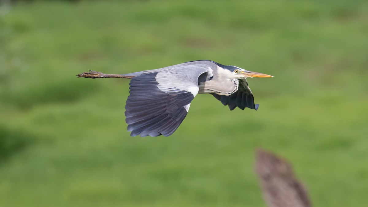 Gray Heron - Milan Martic