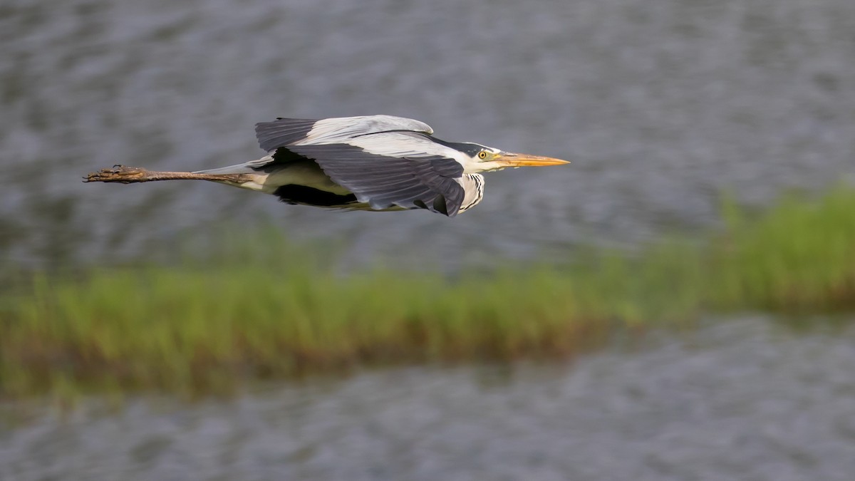 Gray Heron - Milan Martic