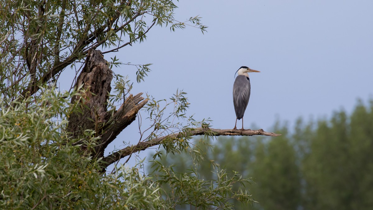 Gray Heron - Milan Martic