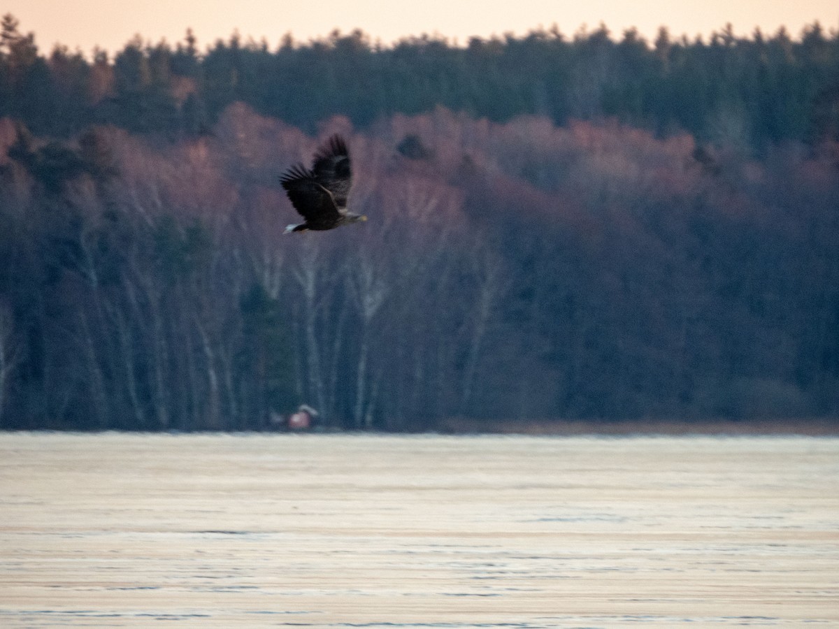 White-tailed Eagle - Jan-Rune Ericson