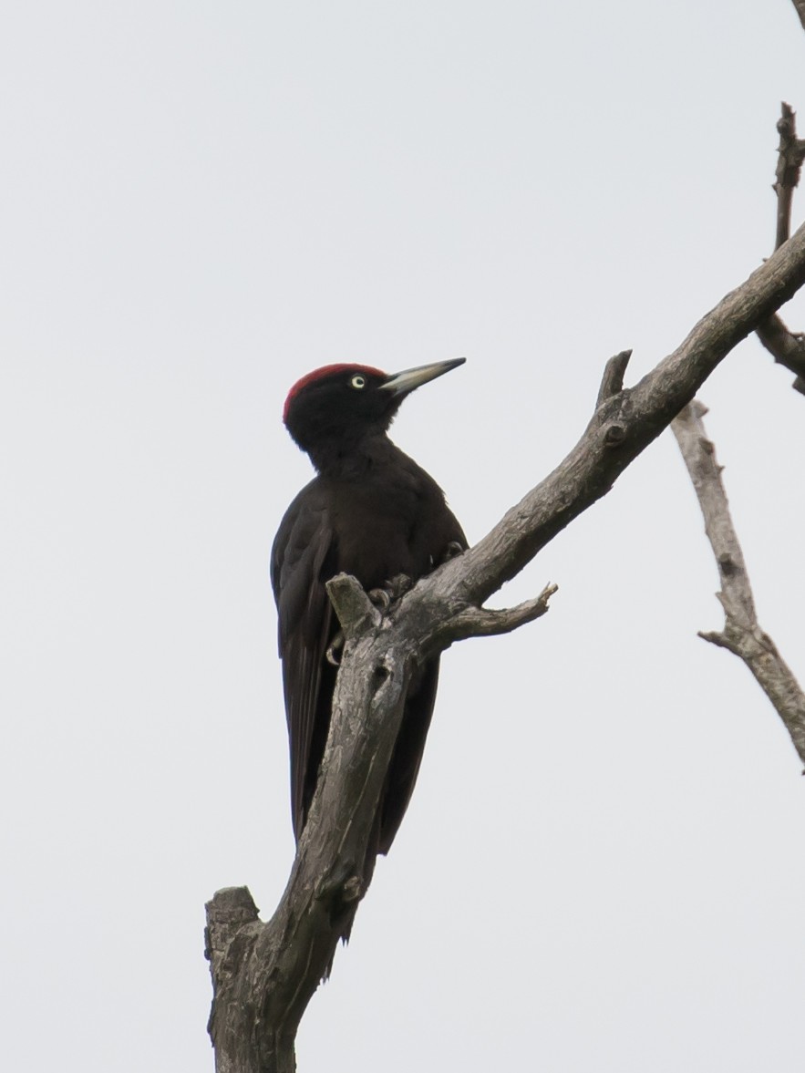 Black Woodpecker - Milan Martic