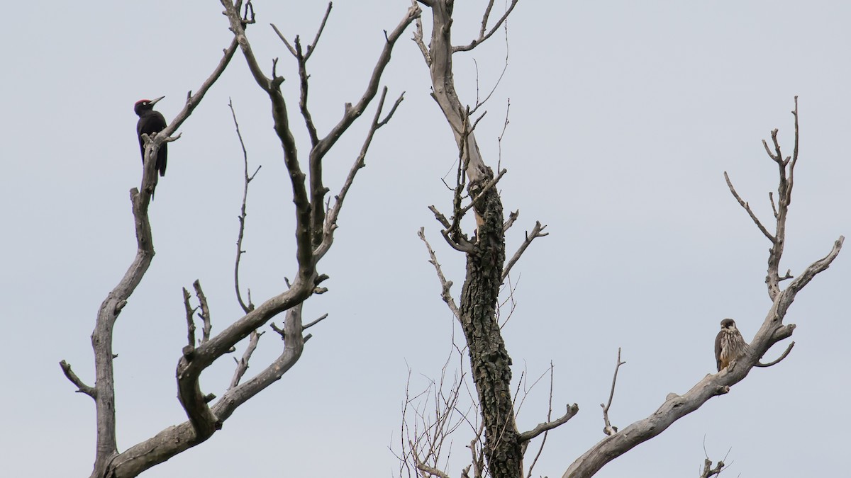 Black Woodpecker - Milan Martic