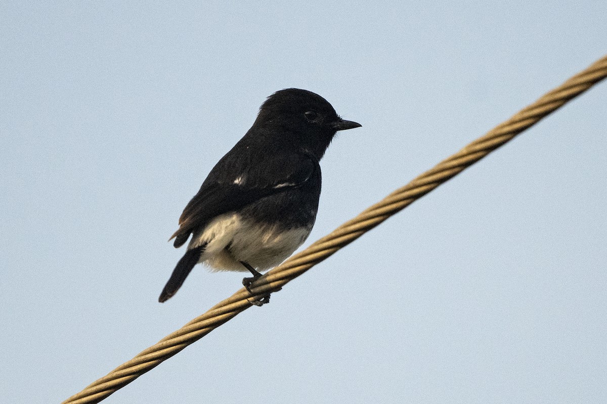 Pied Bushchat - Wachara  Sanguansombat