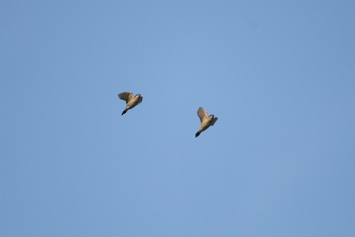 Indian Silverbill - Wachara  Sanguansombat