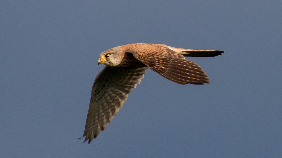 Eurasian Kestrel - Milan Martic