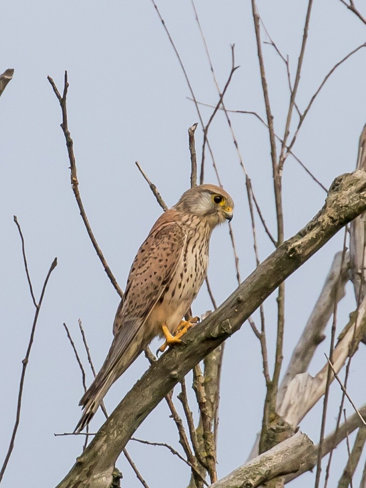 Eurasian Kestrel - Milan Martic