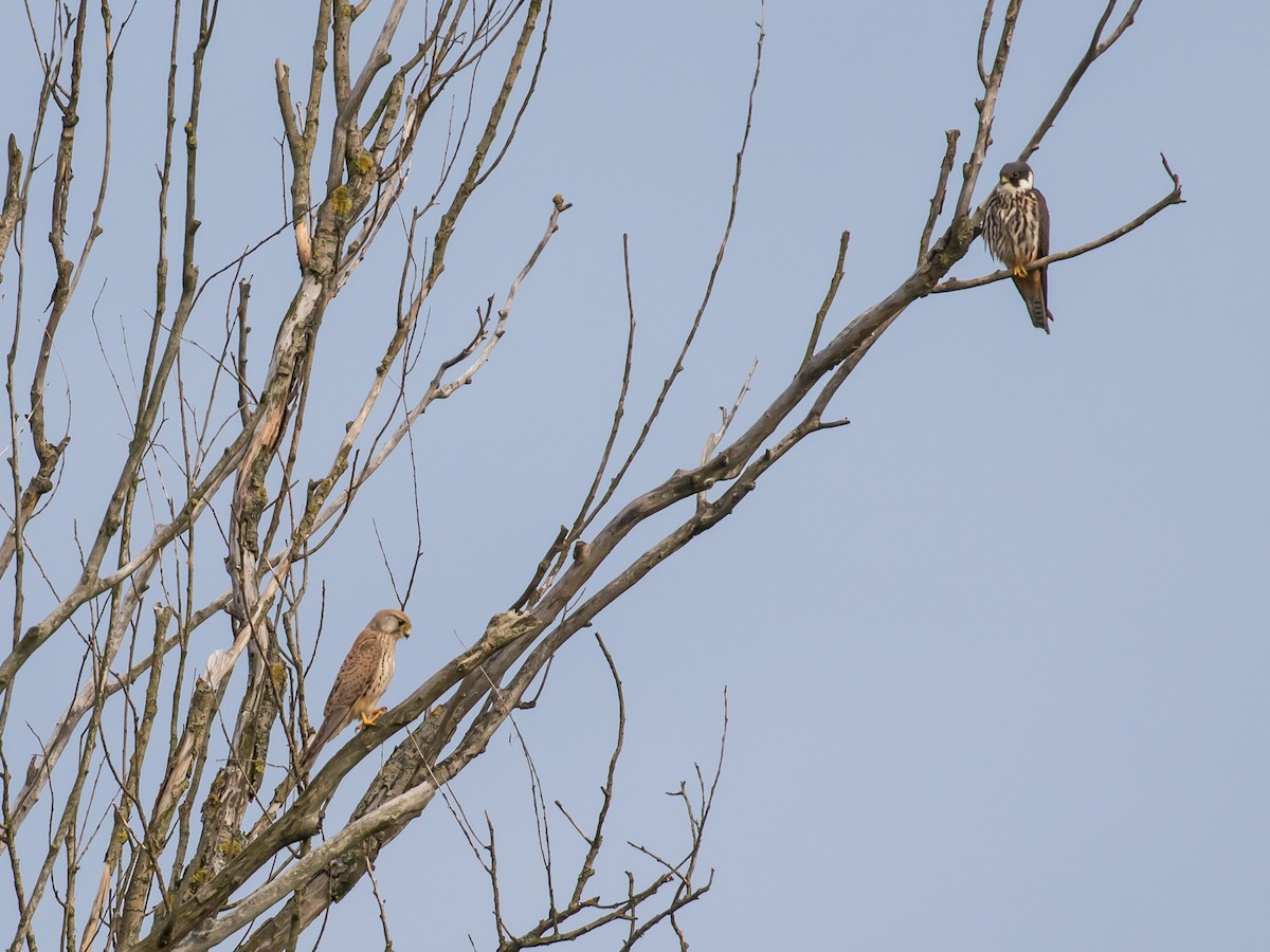 Eurasian Kestrel - Milan Martic