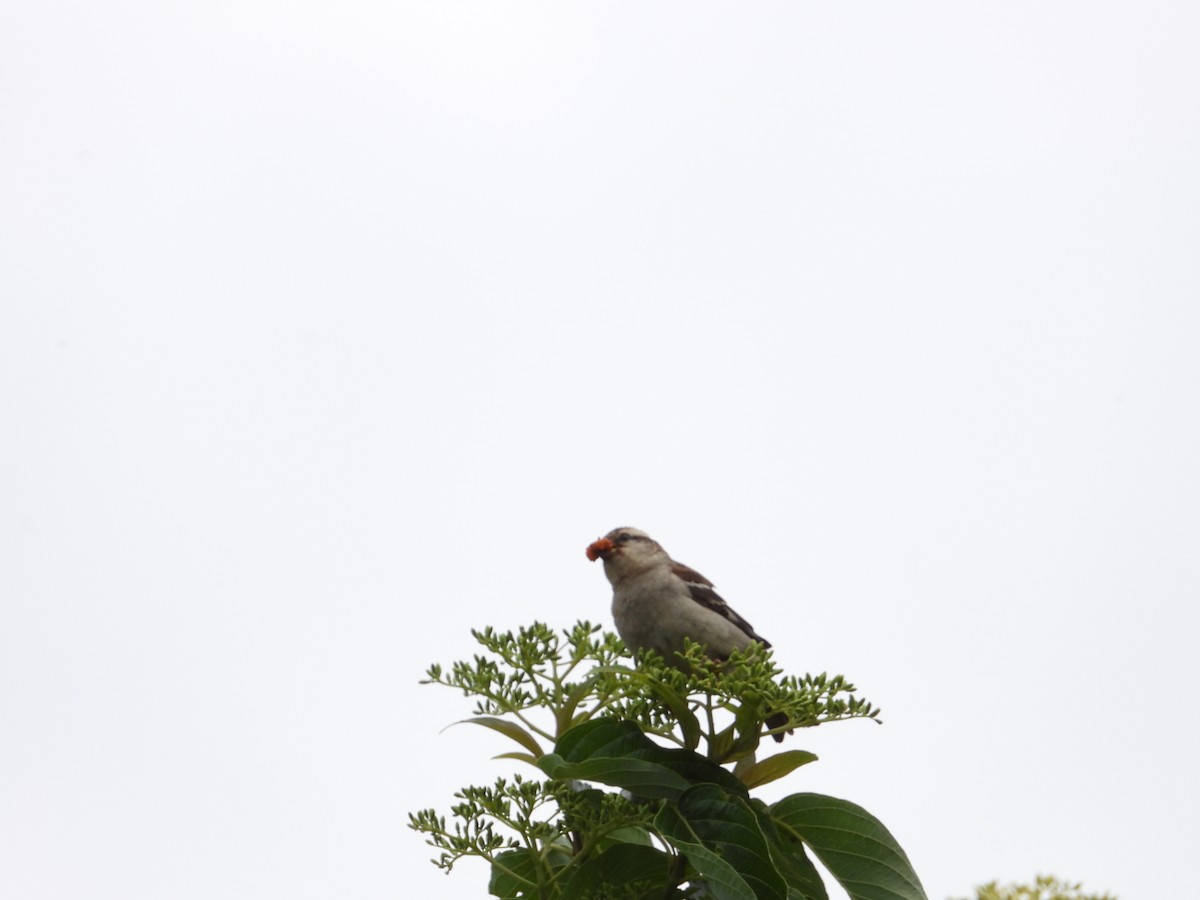 Russet Sparrow - Yunju Huang